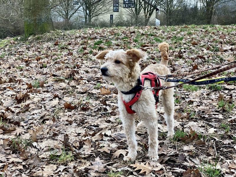 TOFU, anspruchsvoller Charmeur, 11 Monate, 40 cm, Mischling, Tierschutz, Pflegestelle 53125