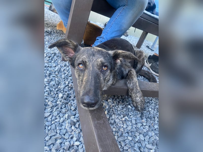 Lady - sanfte Schmusemaus mit großem Herzen