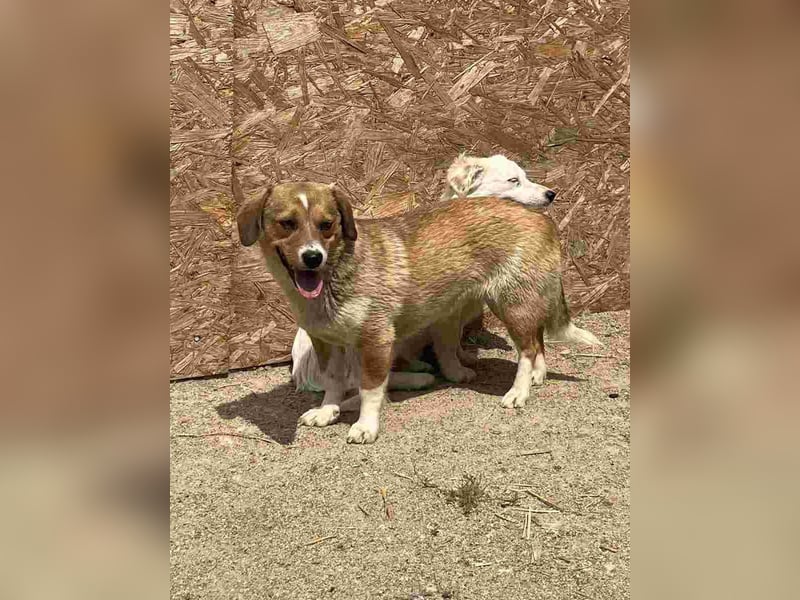 ⭐️FABIENNE⭐️, Hündin, 1,5 Jahre, 34 cm, Mischling, Tierschutz