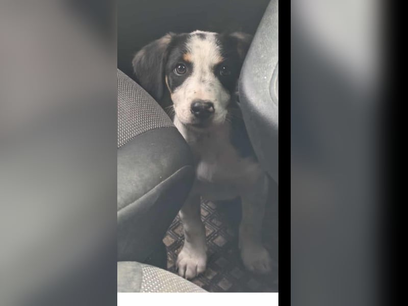Pako - Kleiner Kämpfer sucht seine Familie