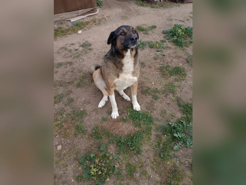 Karakis - Eine ruhige Hündin mit viel Herz