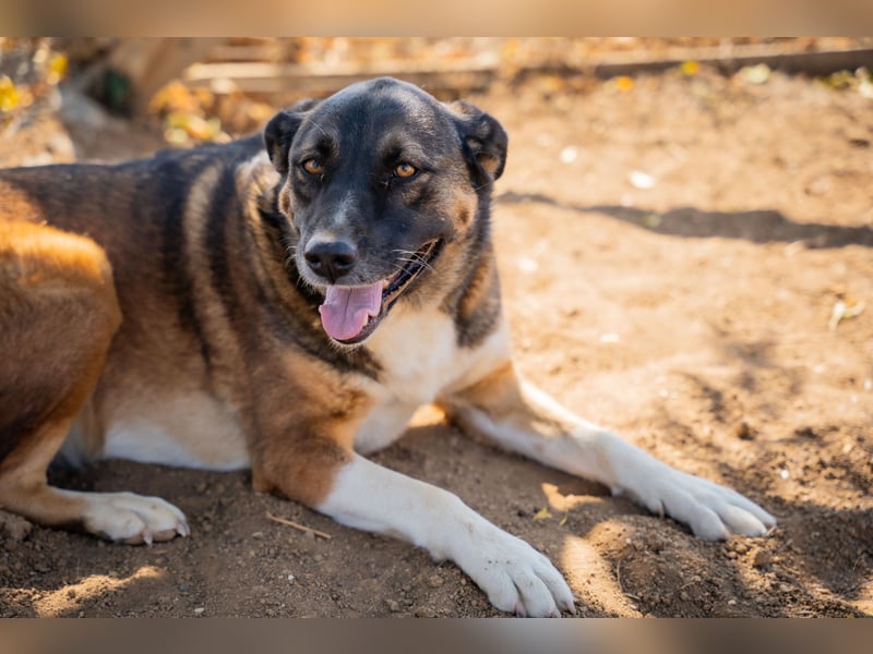 Karakis - Eine ruhige Hündin mit viel Herz