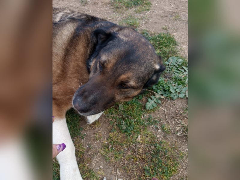 Karakis - Eine ruhige Hündin mit viel Herz