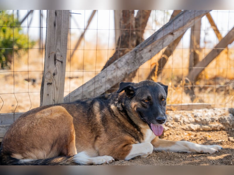 Karakis - Eine ruhige Hündin mit viel Herz