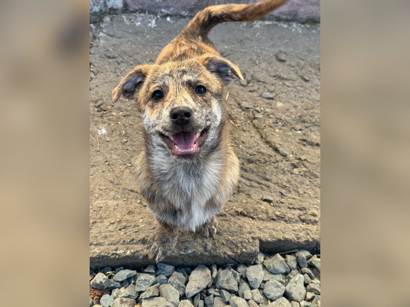 IVY ( 5 Stromer suchen ein Zuhause)