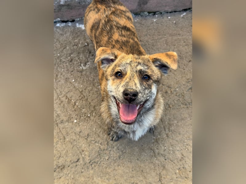 IVY ( 5 Stromer suchen ein Zuhause)