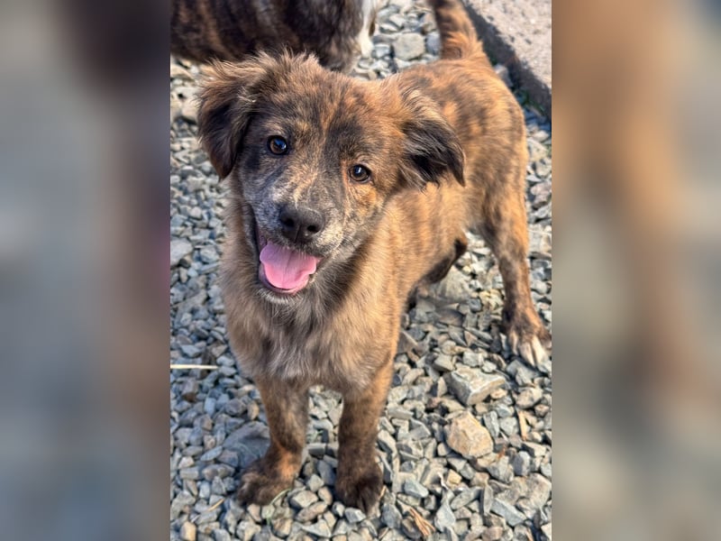 IRINA ( 5 Stromer suchen ein Zuhause)