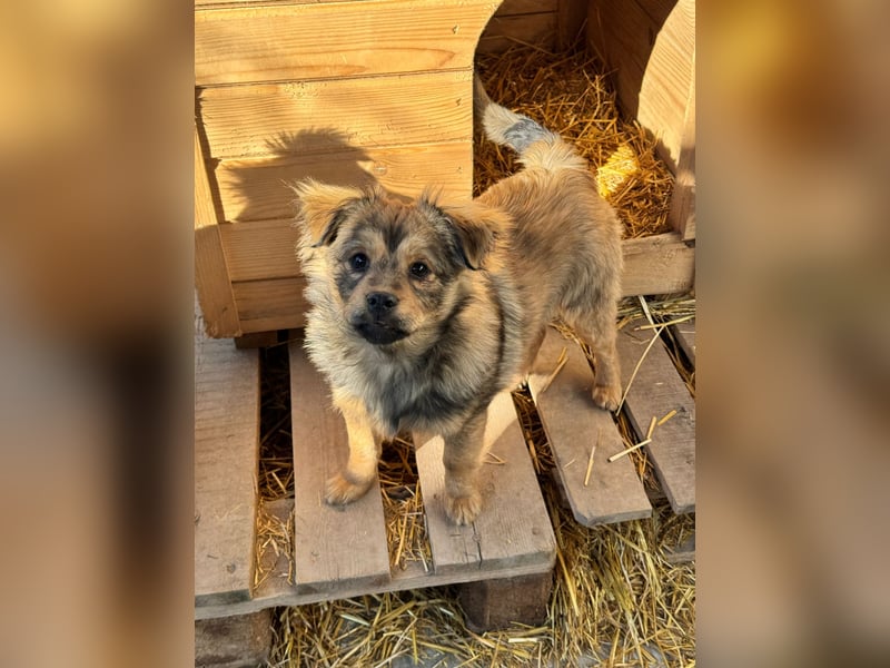 JIMMY & JOEY - 2 Brüder suchen ihre Menschen