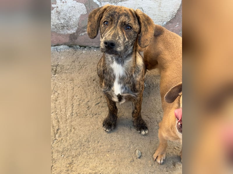 IVAN ( 5 Stromer suchen ein Zuhause)