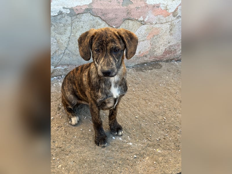 IVAN ( 5 Stromer suchen ein Zuhause)