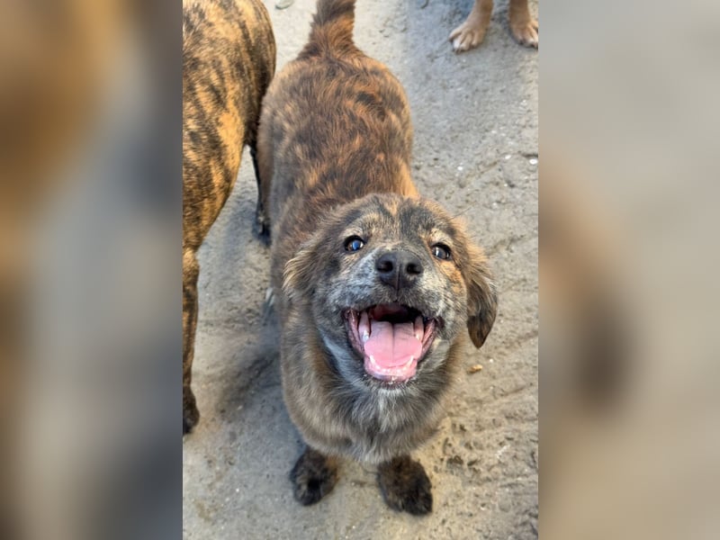 IRINA ( 5 Stromer suchen ein Zuhause)