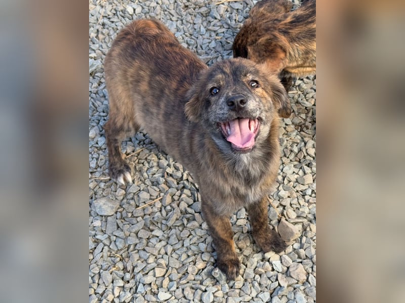 IRINA ( 5 Stromer suchen ein Zuhause)