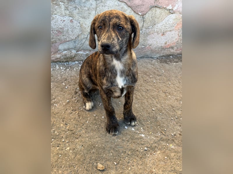 IVAN ( 5 Stromer suchen ein Zuhause)