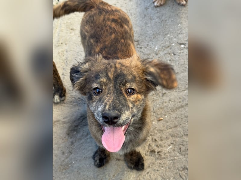 IRINA ( 5 Stromer suchen ein Zuhause)