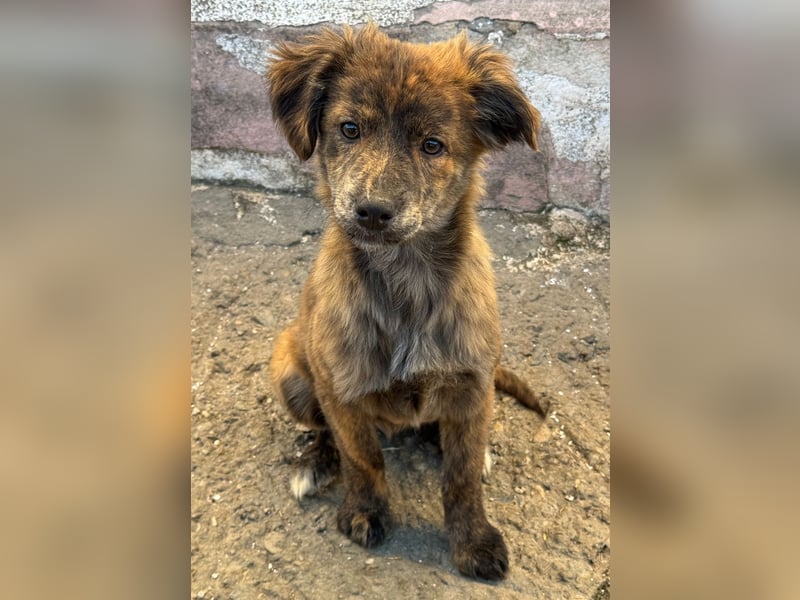 IRINA ( 5 Stromer suchen ein Zuhause)