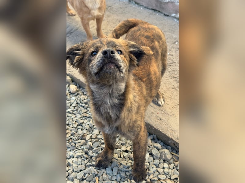 IRINA ( 5 Stromer suchen ein Zuhause)