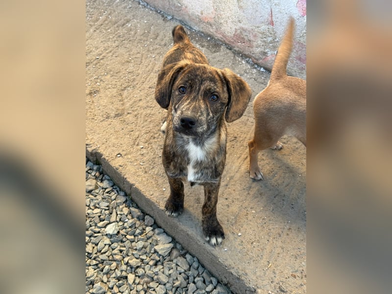 IVAN ( 5 Stromer suchen ein Zuhause)