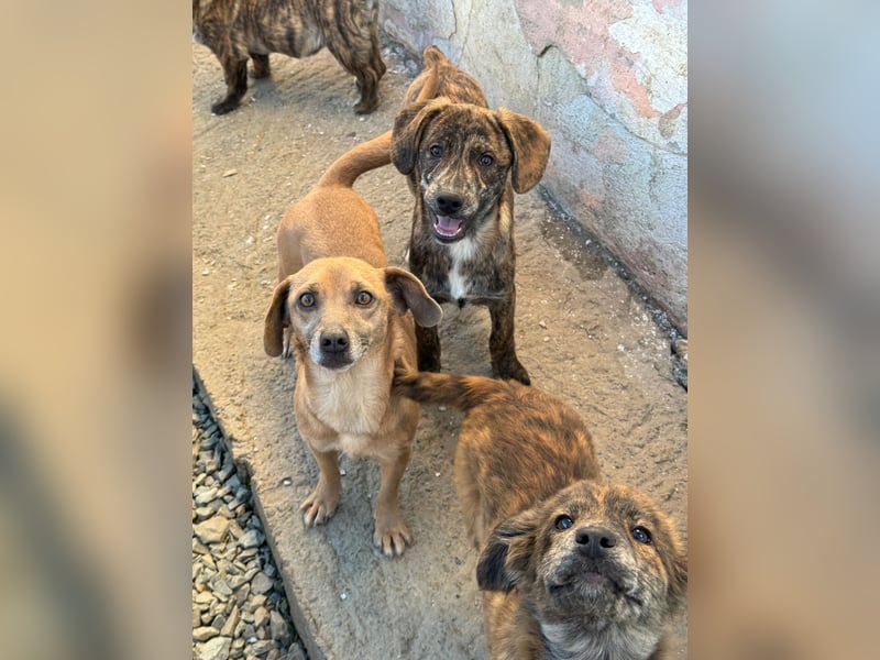 IVAN ( 5 Stromer suchen ein Zuhause)