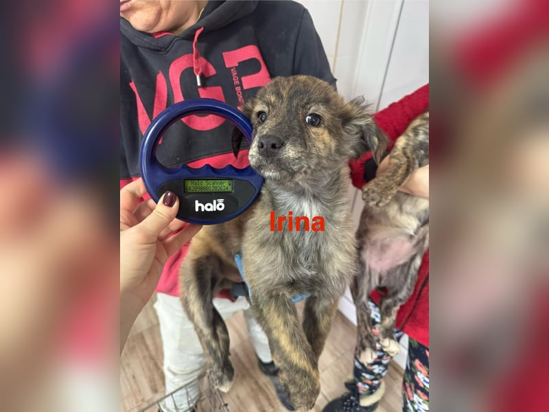 IRINA ( 5 Stromer suchen ein Zuhause)