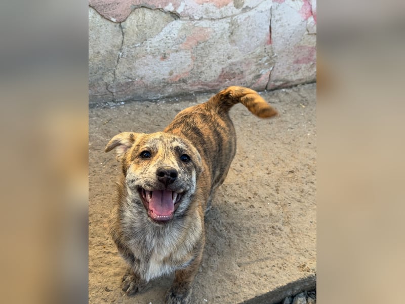 IVY ( 5 Stromer suchen ein Zuhause)