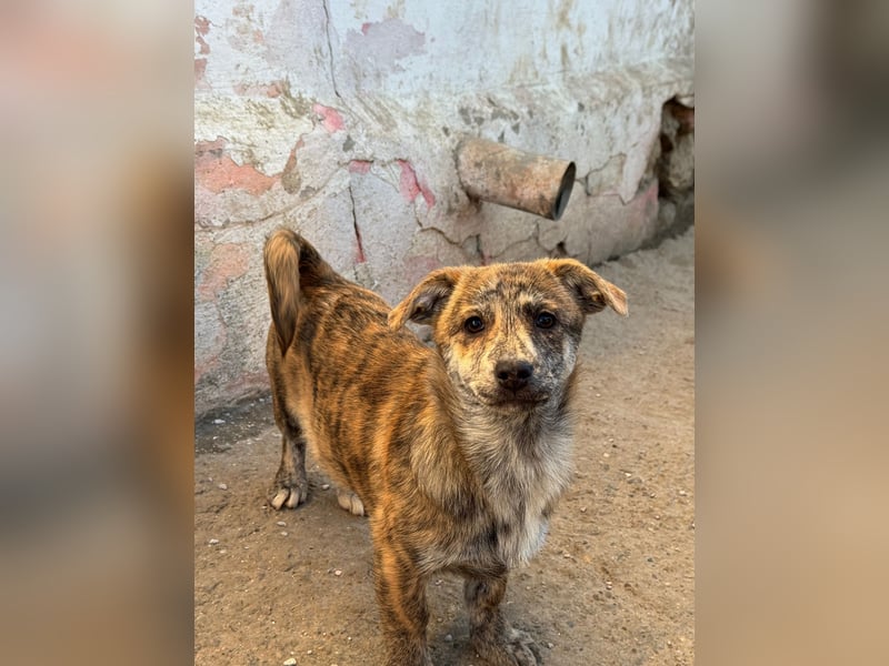 IVY ( 5 Stromer suchen ein Zuhause)