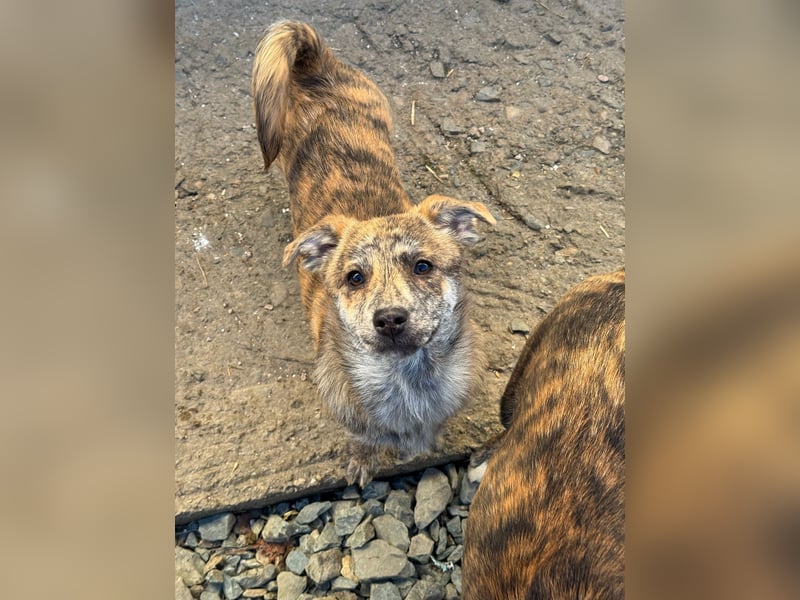 IVY ( 5 Stromer suchen ein Zuhause)