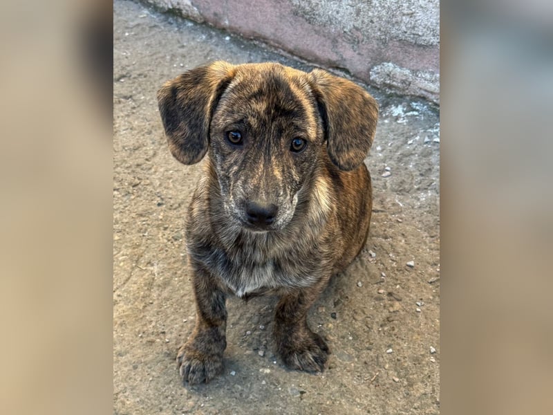 INDIE ( 5 Stromer suchen ein Zuhause