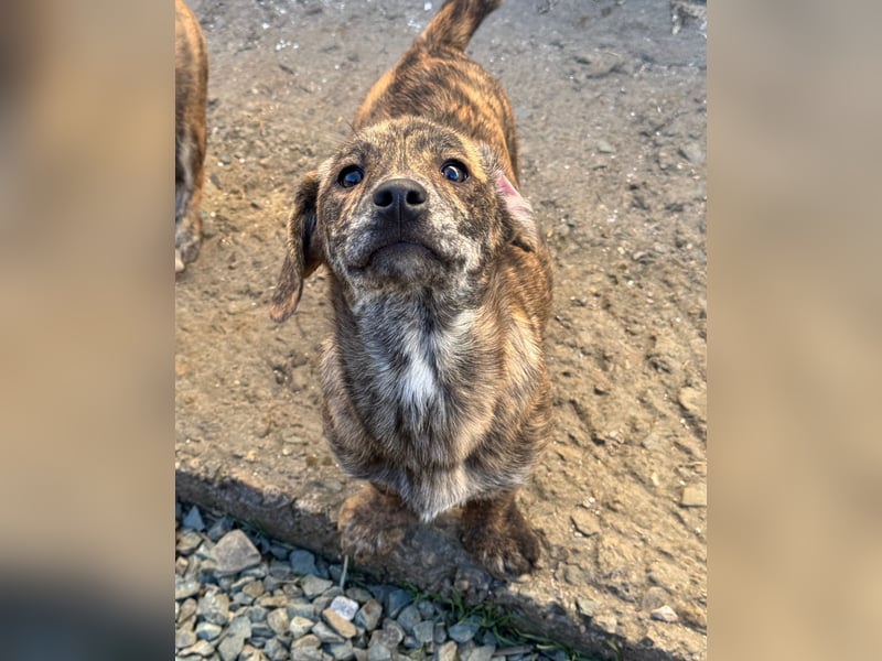 INDIE ( 5 Stromer suchen ein Zuhause