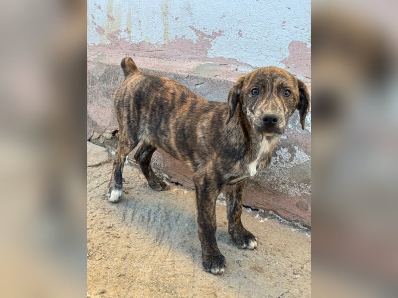 IVAN ( 5 Stromer suchen ein Zuhause)