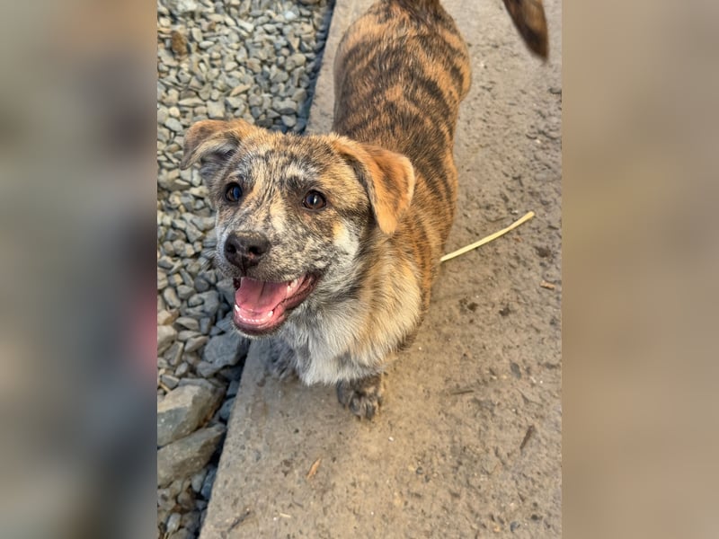 IVY ( 5 Stromer suchen ein Zuhause)