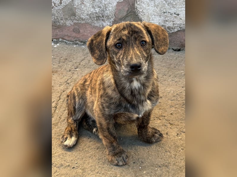 INDIE ( 5 Stromer suchen ein Zuhause