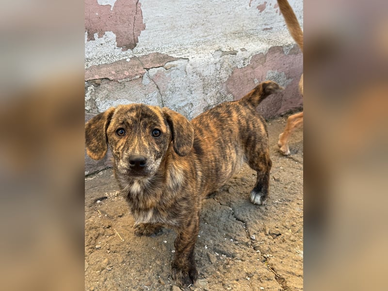 INDIE ( 5 Stromer suchen ein Zuhause