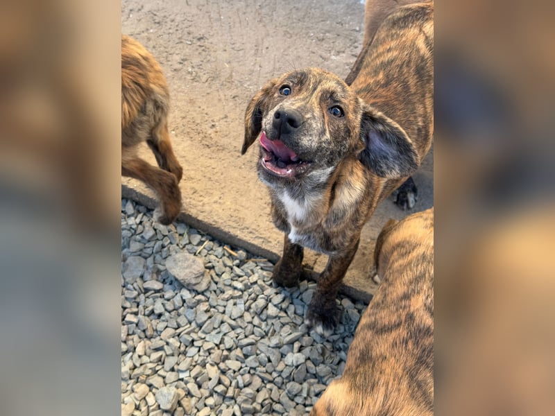 IVAN ( 5 Stromer suchen ein Zuhause)