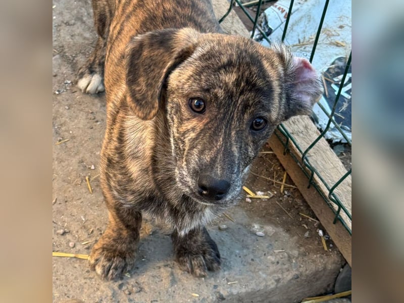 INDIE ( 5 Stromer suchen ein Zuhause