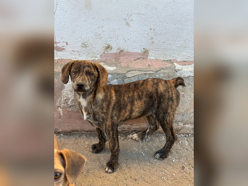 IVAN ( 5 Stromer suchen ein Zuhause)