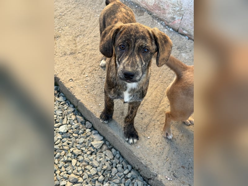 IVAN ( 5 Stromer suchen ein Zuhause)