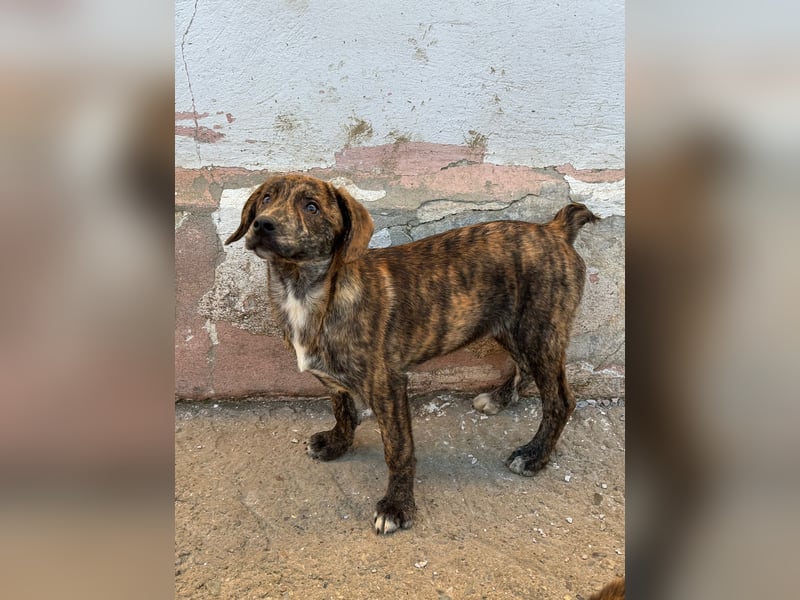 IVAN ( 5 Stromer suchen ein Zuhause)