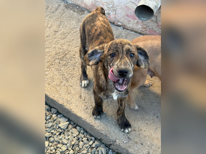 IVAN ( 5 Stromer suchen ein Zuhause)