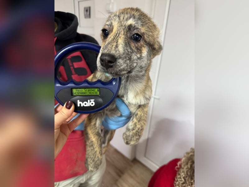 IVY ( 5 Stromer suchen ein Zuhause)