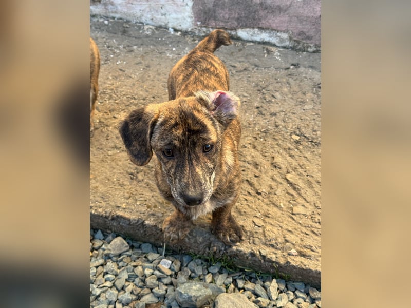 INDIE ( 5 Stromer suchen ein Zuhause