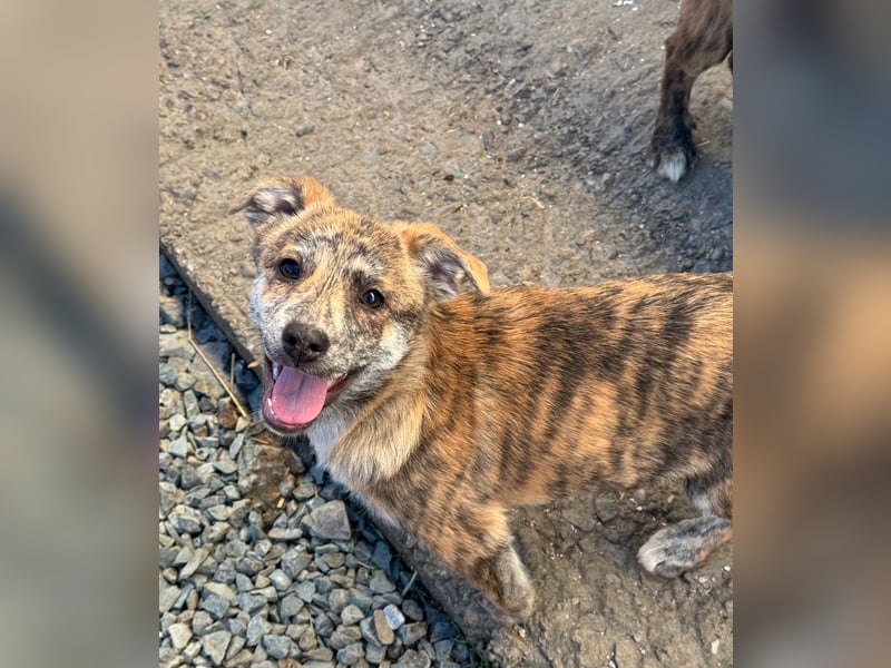 IVY ( 5 Stromer suchen ein Zuhause)