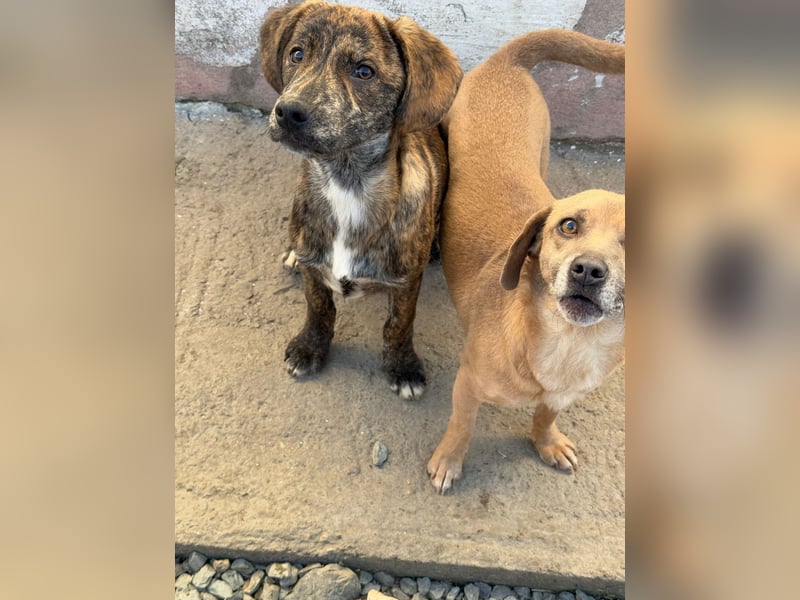 IVAN ( 5 Stromer suchen ein Zuhause)