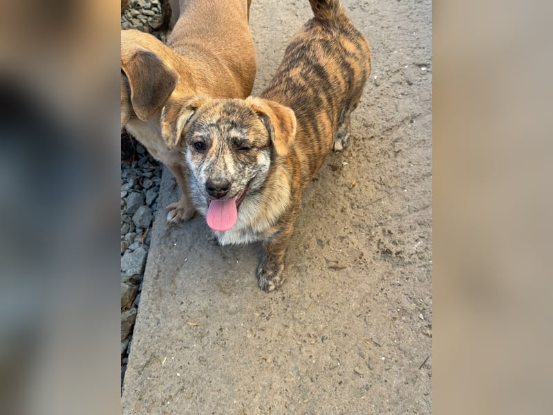 IVY ( 5 Stromer suchen ein Zuhause)