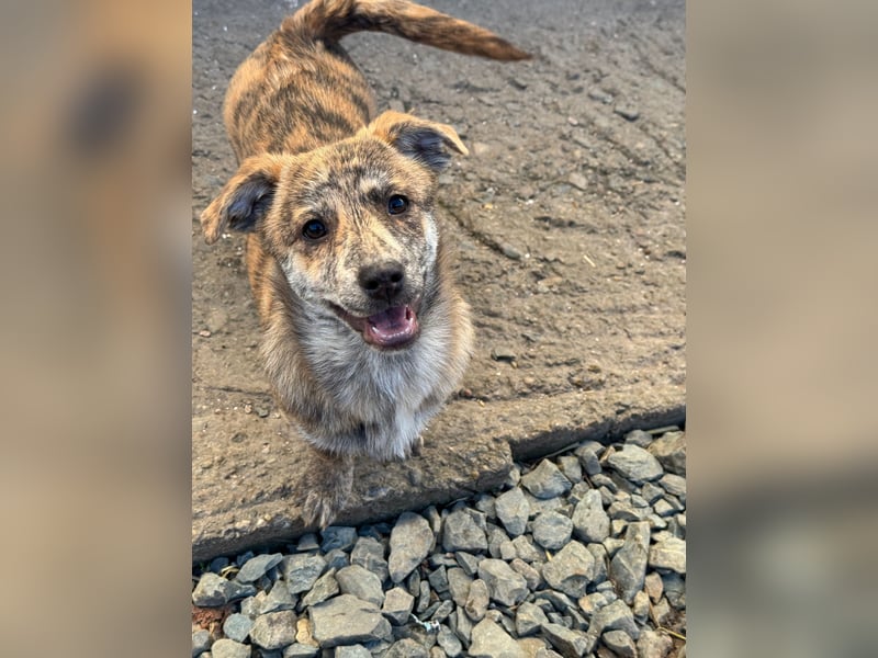 IVY ( 5 Stromer suchen ein Zuhause)