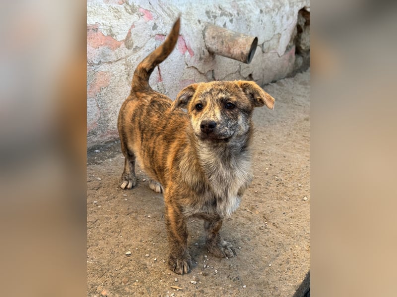 IVY ( 5 Stromer suchen ein Zuhause)