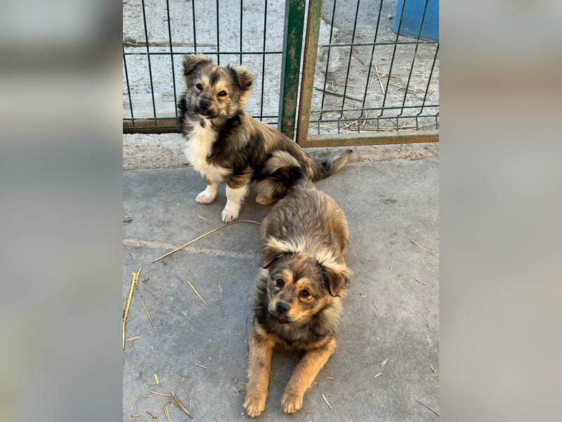 JIMMY & JOEY - 2 Brüder suchen ihre Menschen