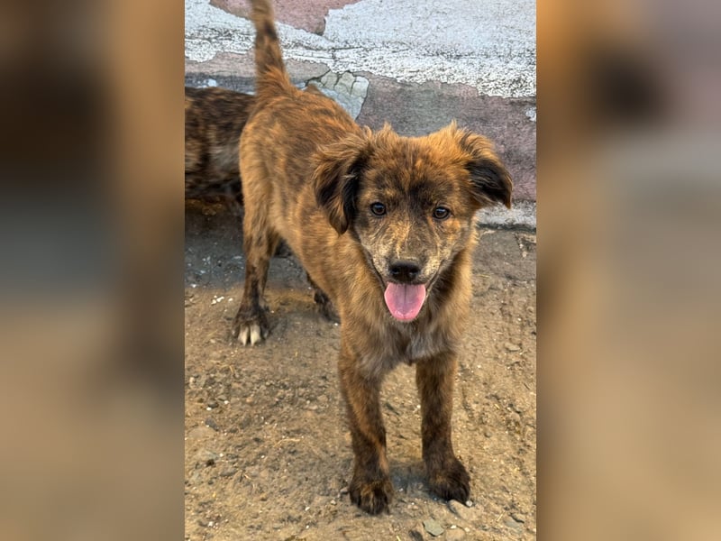 IRINA ( 5 Stromer suchen ein Zuhause)