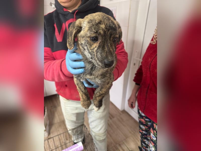 INDIE ( 5 Stromer suchen ein Zuhause