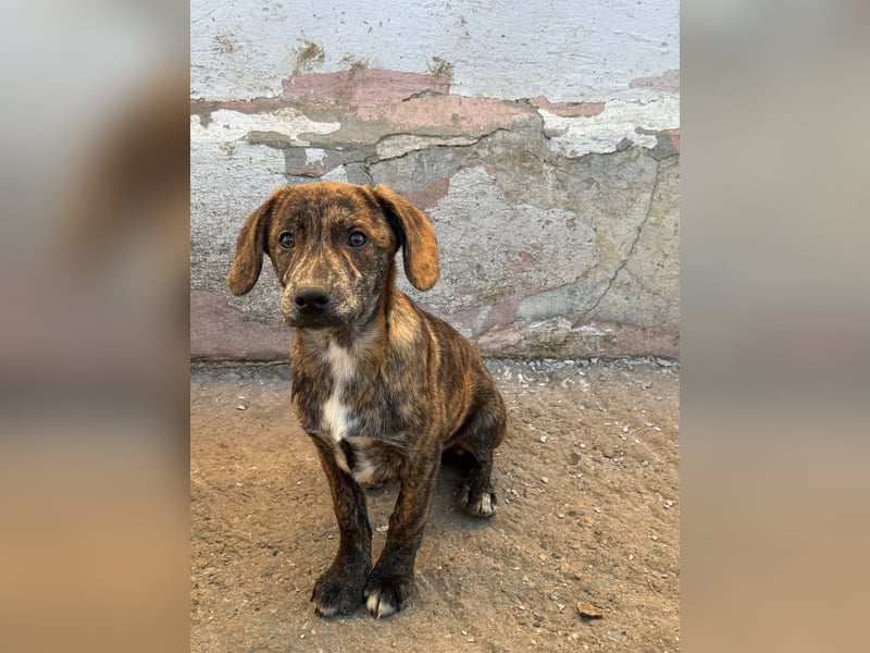 IVAN ( 5 Stromer suchen ein Zuhause)