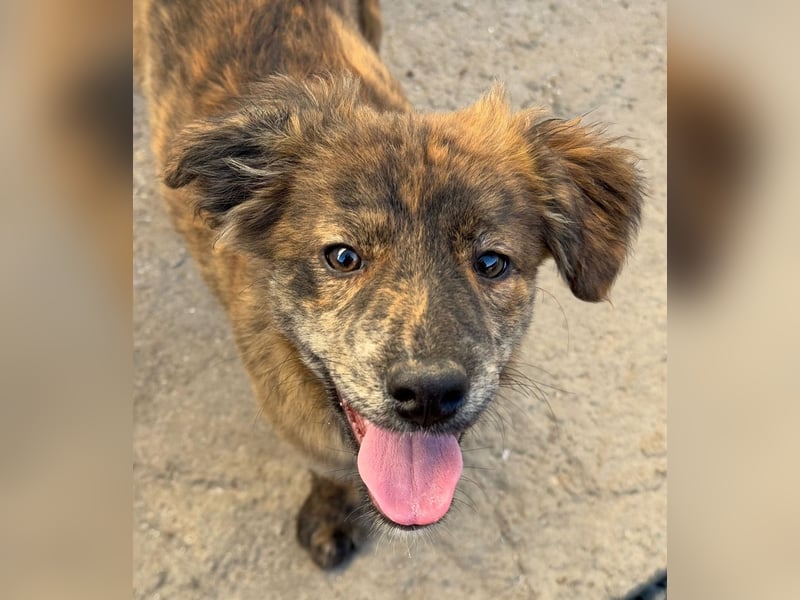 IRINA ( 5 Stromer suchen ein Zuhause)